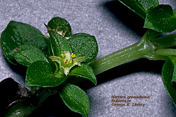 pin-cushion plant و coral moss و English baby tears و گل دانه تسبیح
